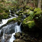 Bachlauf im Schwarzwald