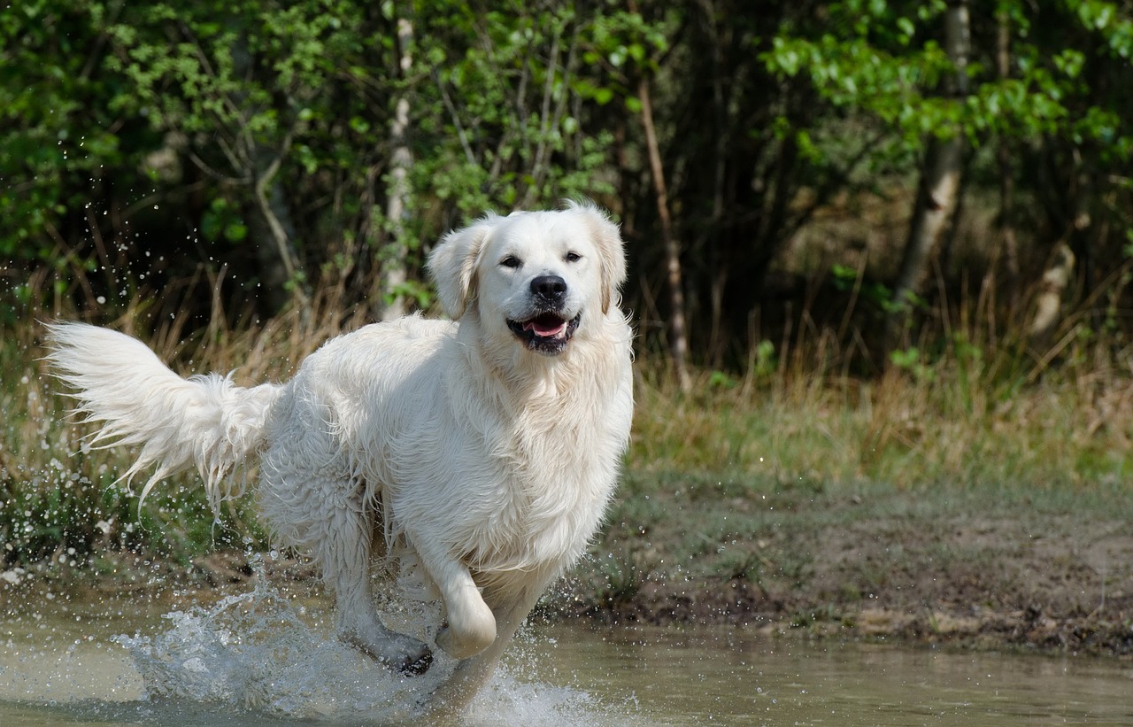 Golden Getriever läuft im Wasser