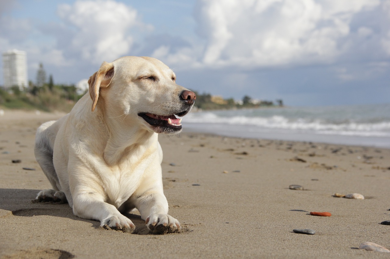 Hund am Strand