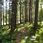 Naturpfad im Schwarzwald