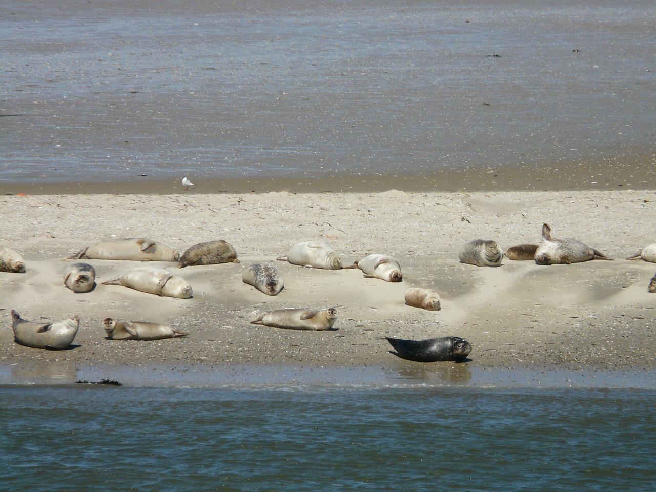 Robben auf einer Sandbank