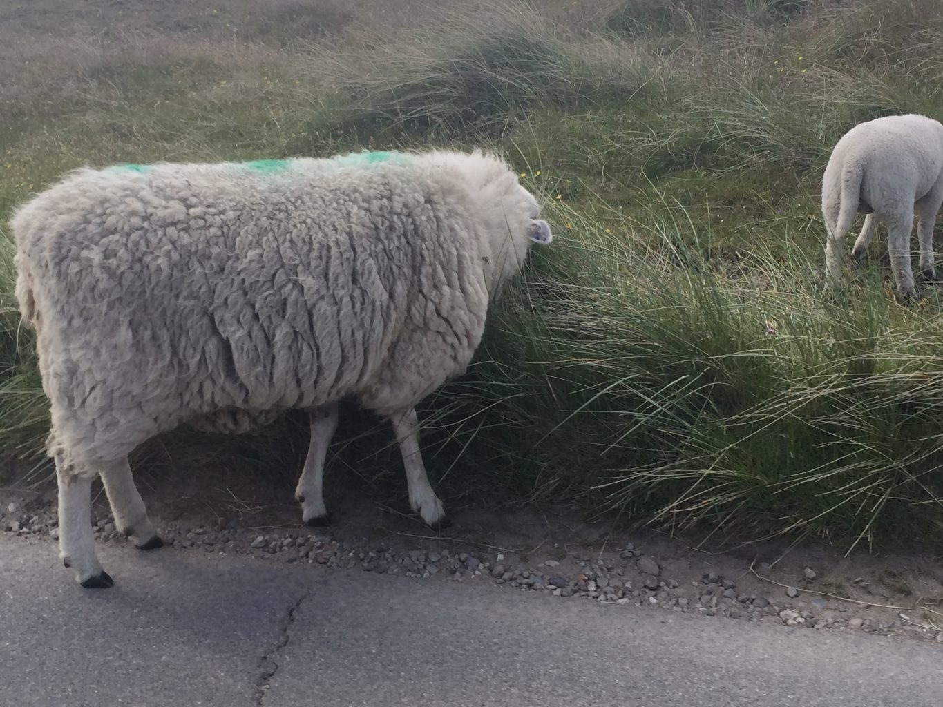 Schafe am Ellenbogen auf Sylt