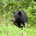 Braunbär