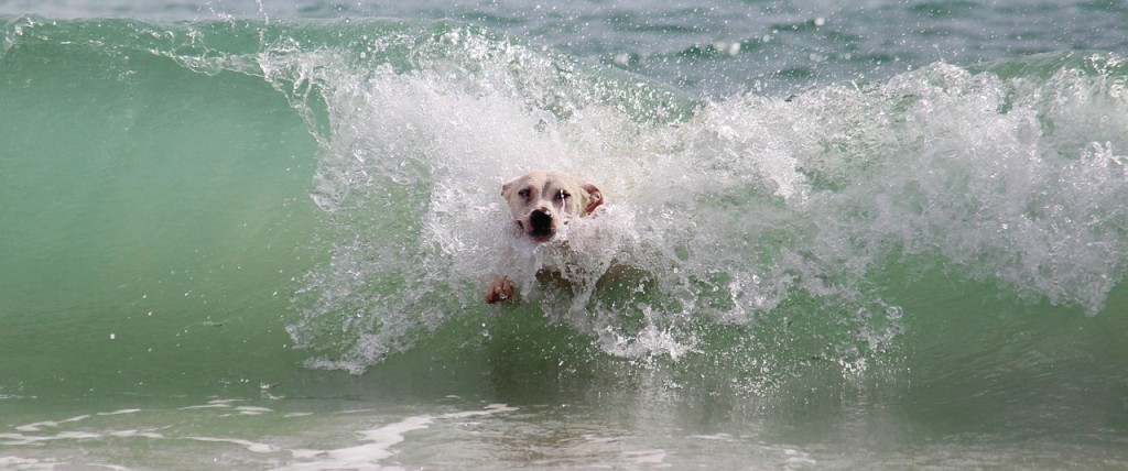 Hund auf einer Welle an der kroatischen Adria