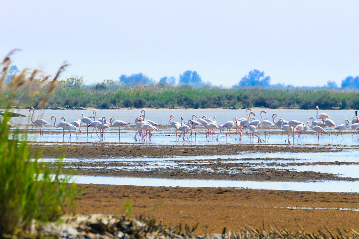 Flamingos am Rande des Wassers im Nationalpark Delta del Po. 