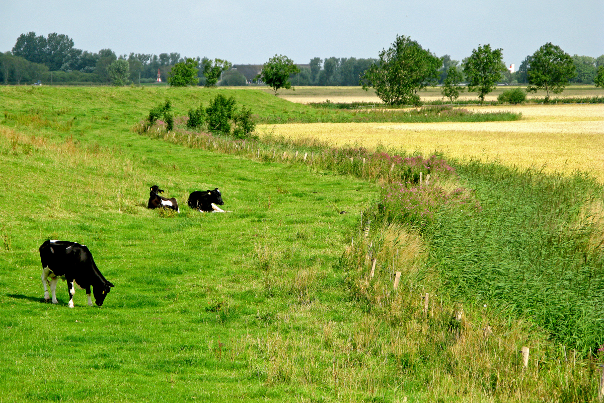 Neuharlingersieler Deich