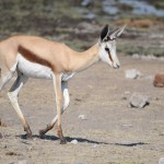Namibia Safari Gazelle