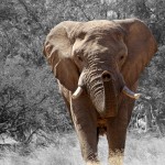 Namibia safari elefant