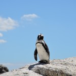 Pinguin südafrika
