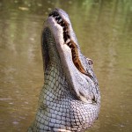 alligator im mississippi
