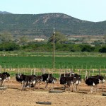 straussenfarm-suedafrika-10557885