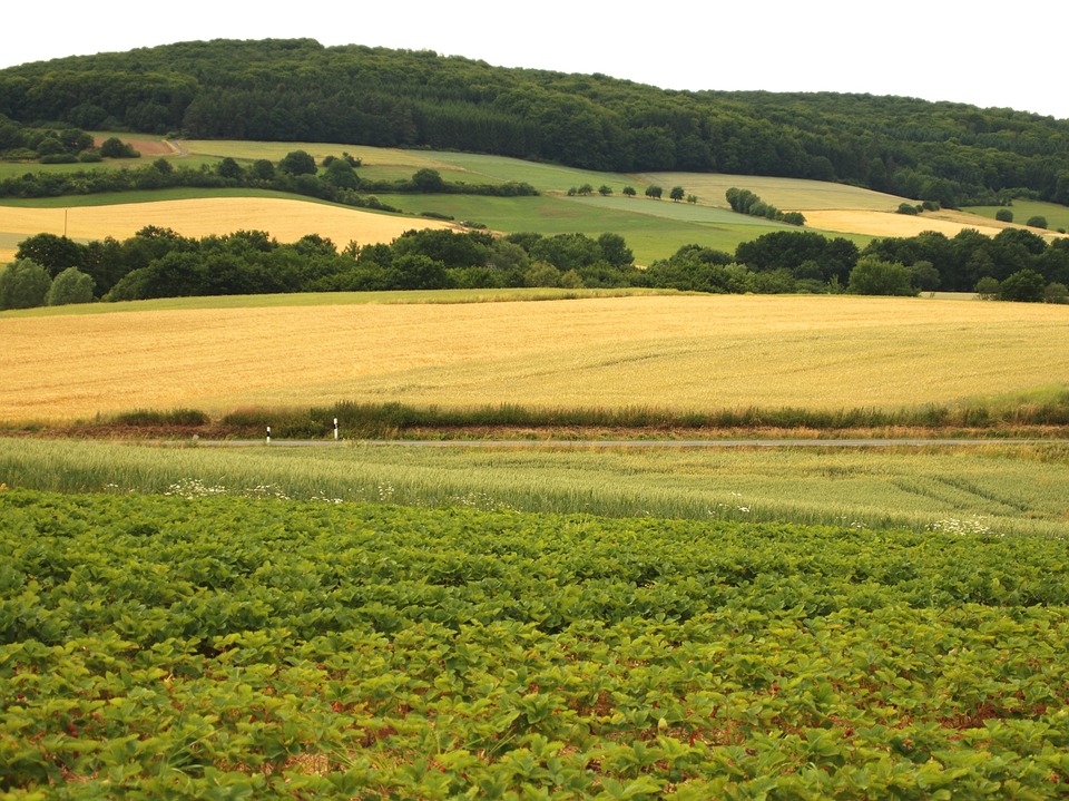 Erdbeerfeld Mecklenburg