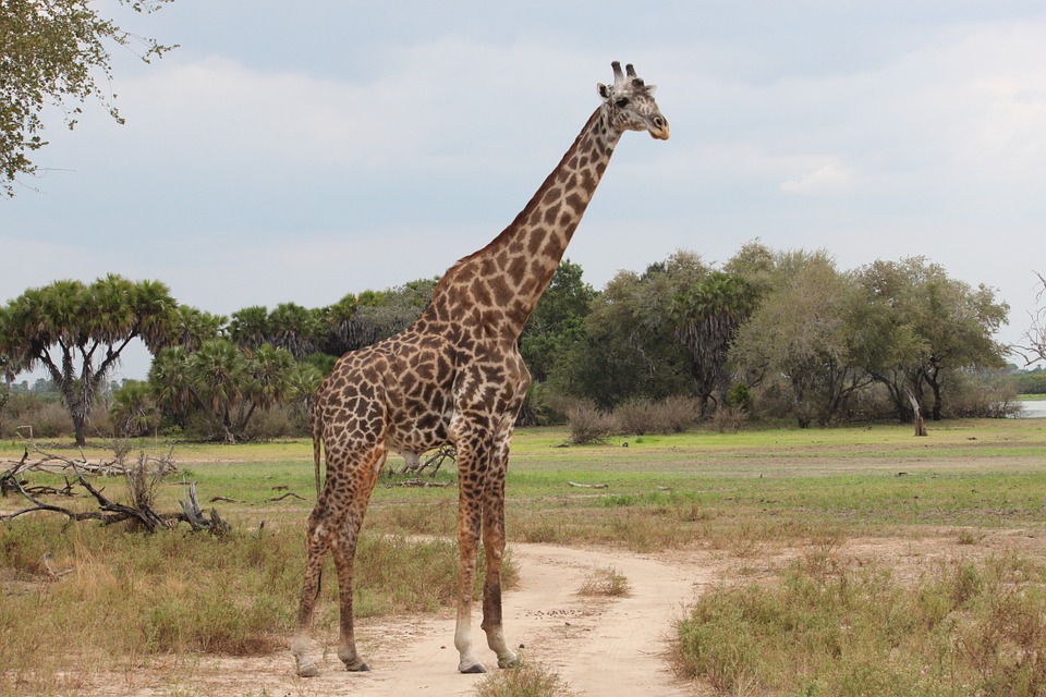Giraffe Serengeti