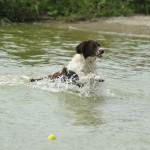 Hund im Wasser