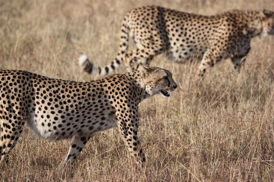 Leoparden Serengeti
