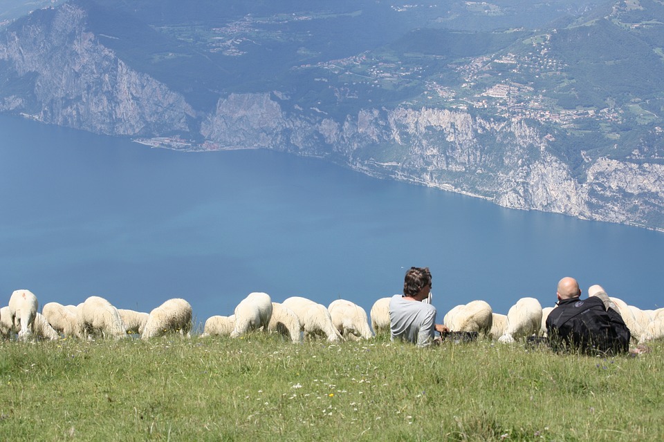 Schafherde am Gardasee