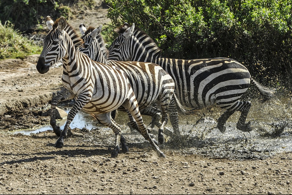 Zebras in der Serengeti