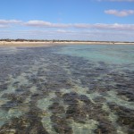 shark bay