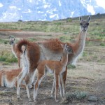 tierwelt-patagonien-guanacos