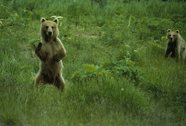 Braunbären Alaska