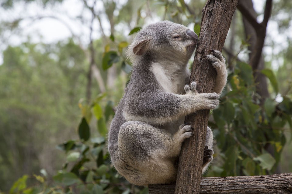 Koala