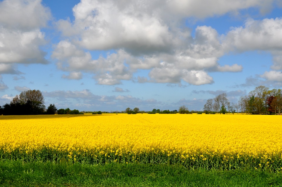 Rapsfeld Fehmarn