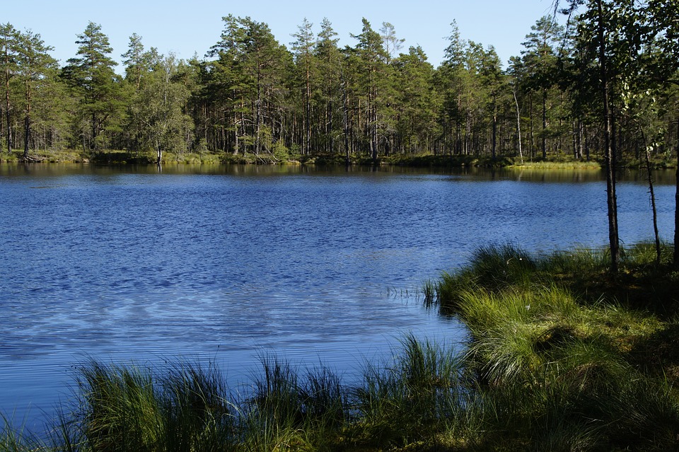 Schwedisches Moor