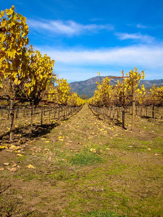 Weinreben Kalifornien