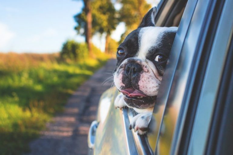 Wohnmobilurlaub mit Hund – Alle Infos auf einen Blick