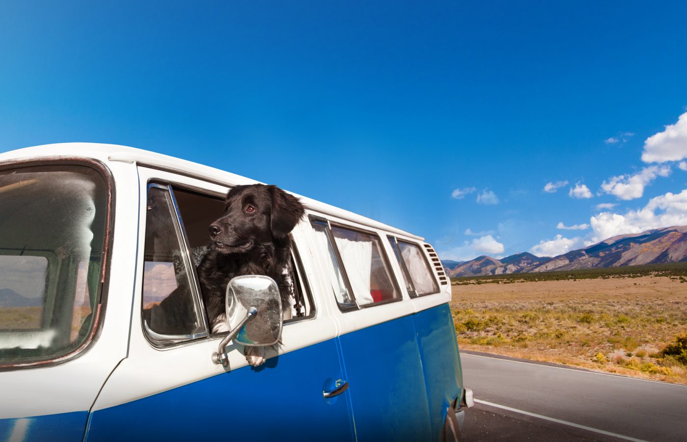 Hunde können im Wohnmobil überall hin mitreisen