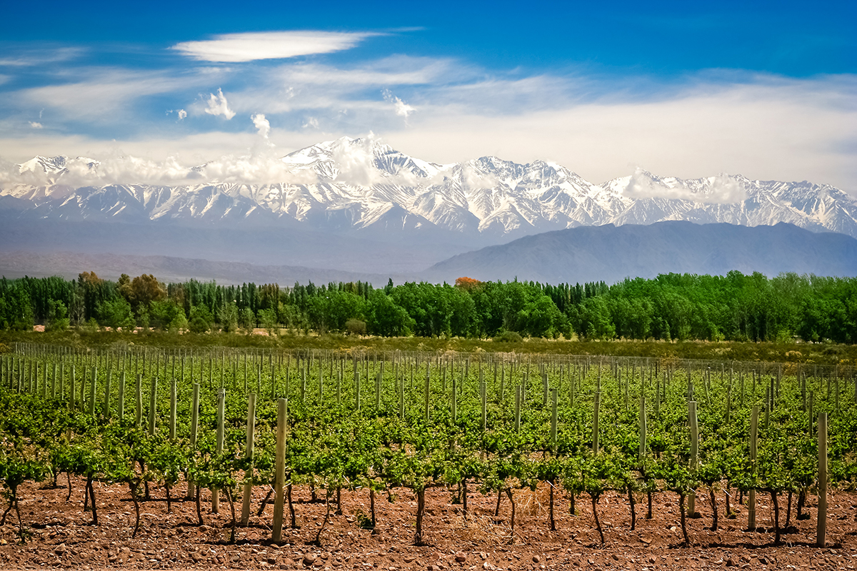 Weinanbau vor Bergpanorama in Mendoza