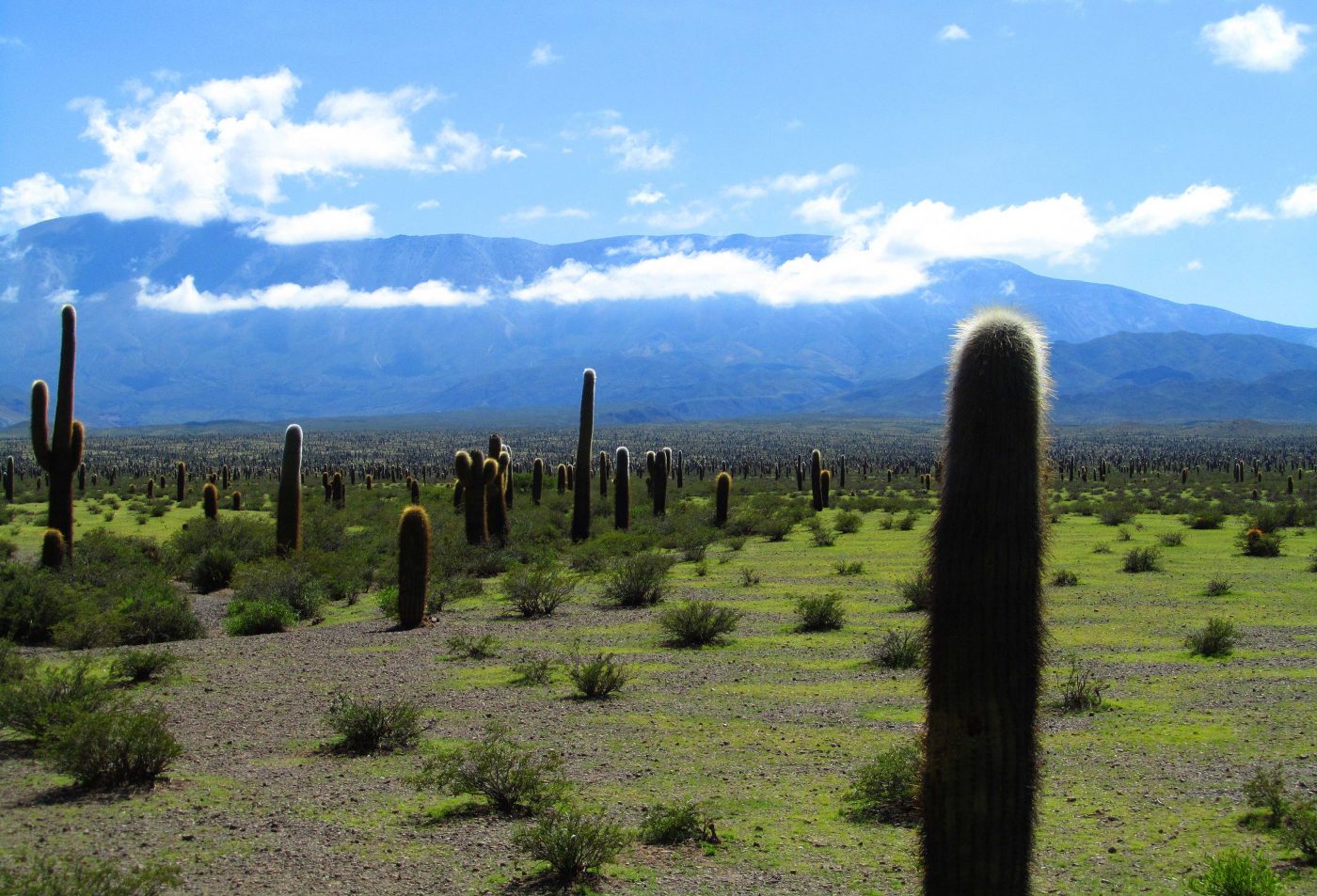 Kakteenlandschaft im Nationalpark Los Cardones