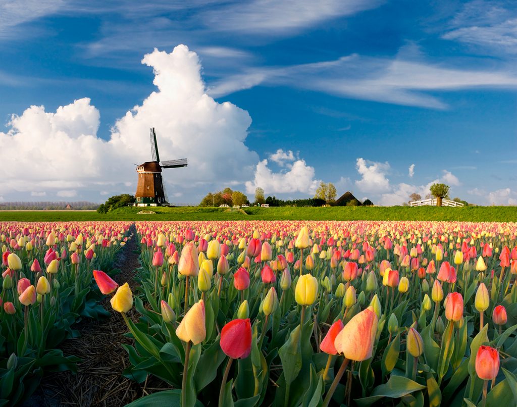 Im Frühling mit dem Wohnmobil in die Niederlande reisen Gelb-rotes Tulpenfeld mit einer Windmühle im Hintergrund.