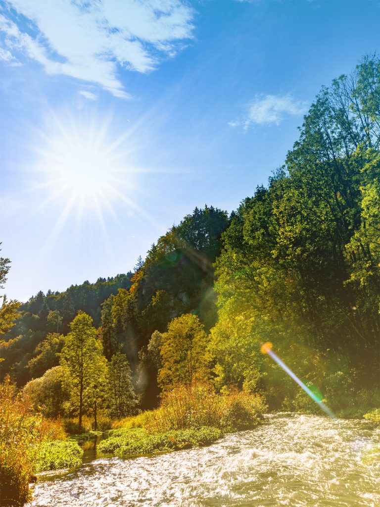 Waldstück im Oberpfälzer Wald