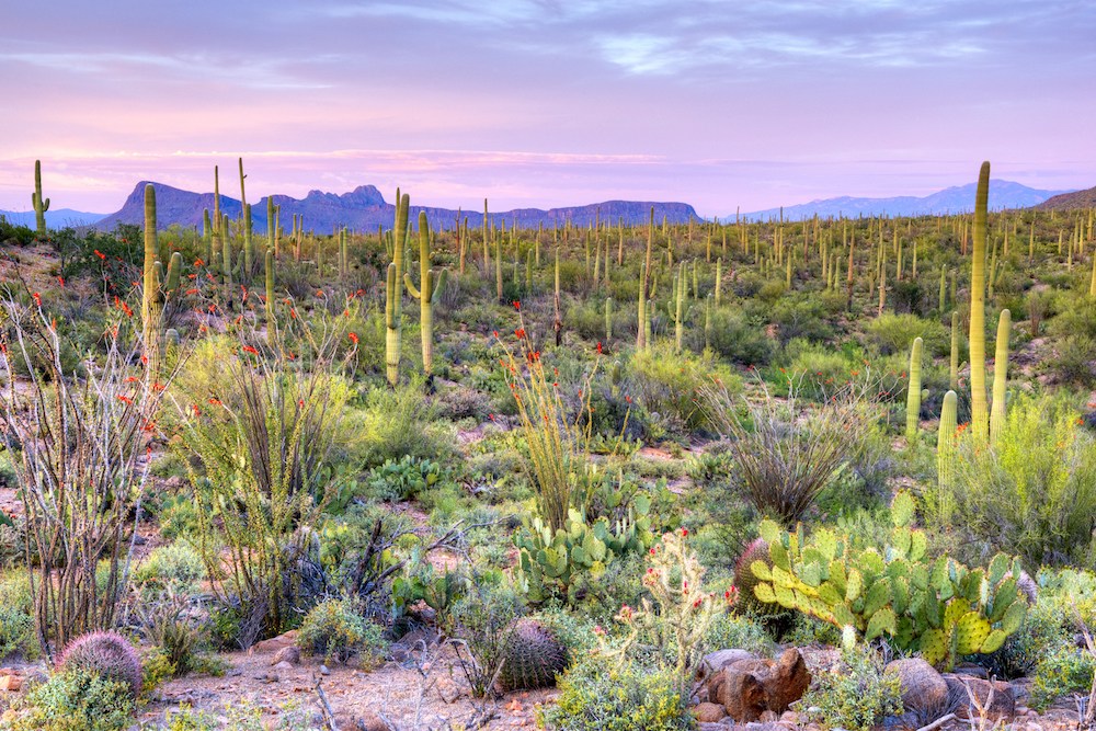 Saguaro Kakteen in der Wüste des Saguaro Nationalpark.