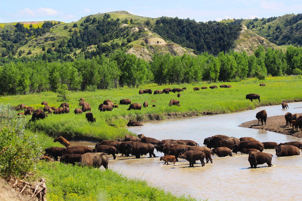 Eine Herde Bisons grast in und an einem Fluss im Theodore Roosevelt Nationalpark.