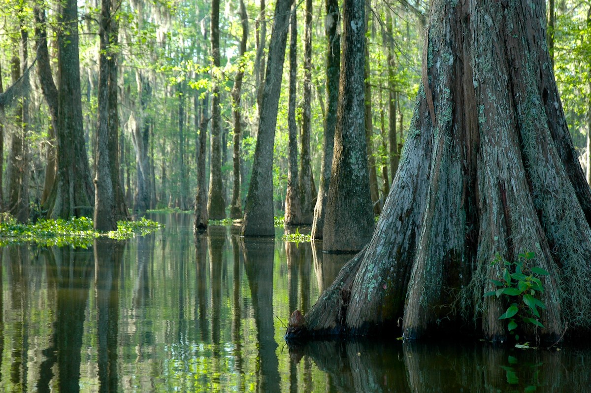 Waldstück  des Barataria Preserve, gelegen im Jean Lafitte National Historical Park & Preserve.