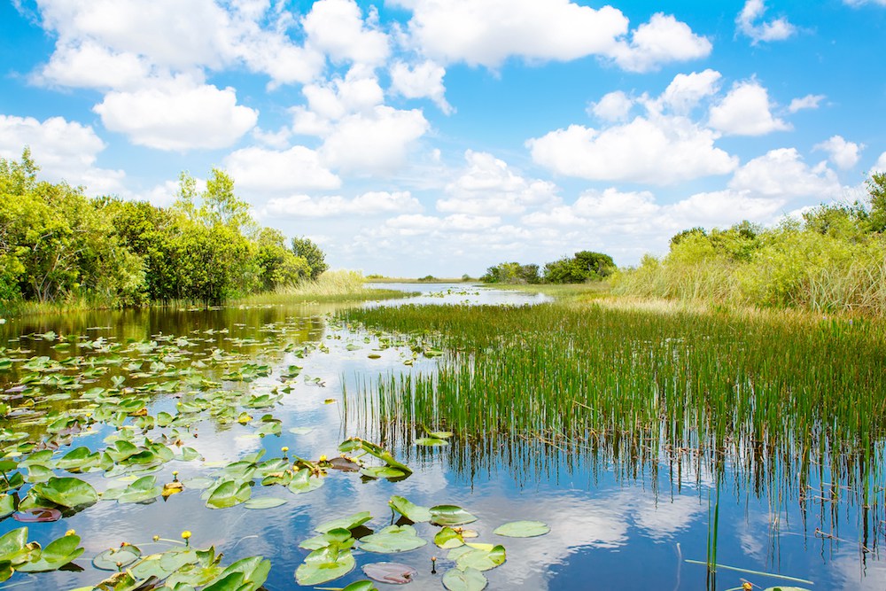 Fluss im Everglades Nationalpark.