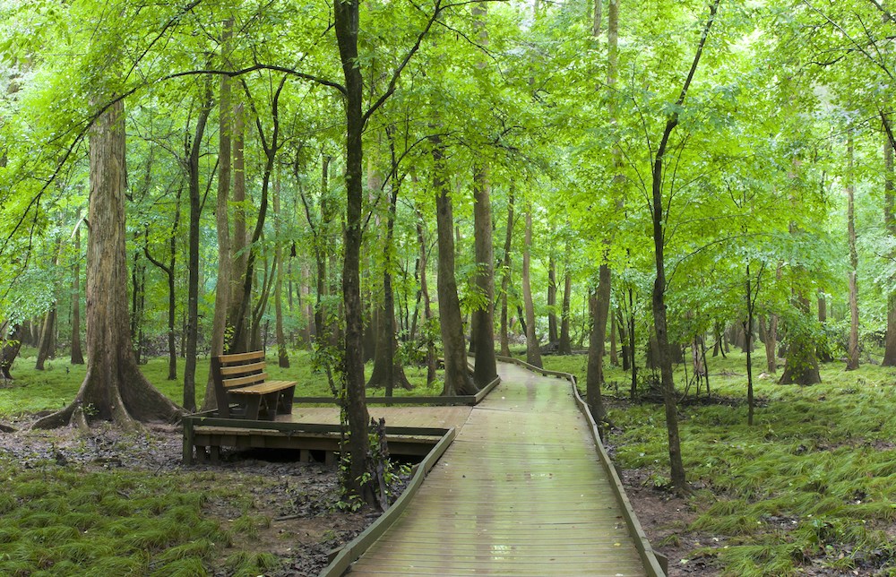 Der hochgelagerte Fußweg, Boardwalk Loop, im Congaree Nationalpark.