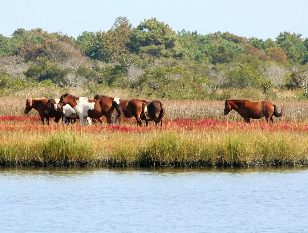 Eine Herde Wildpferde auf der Assateague Isalnd.