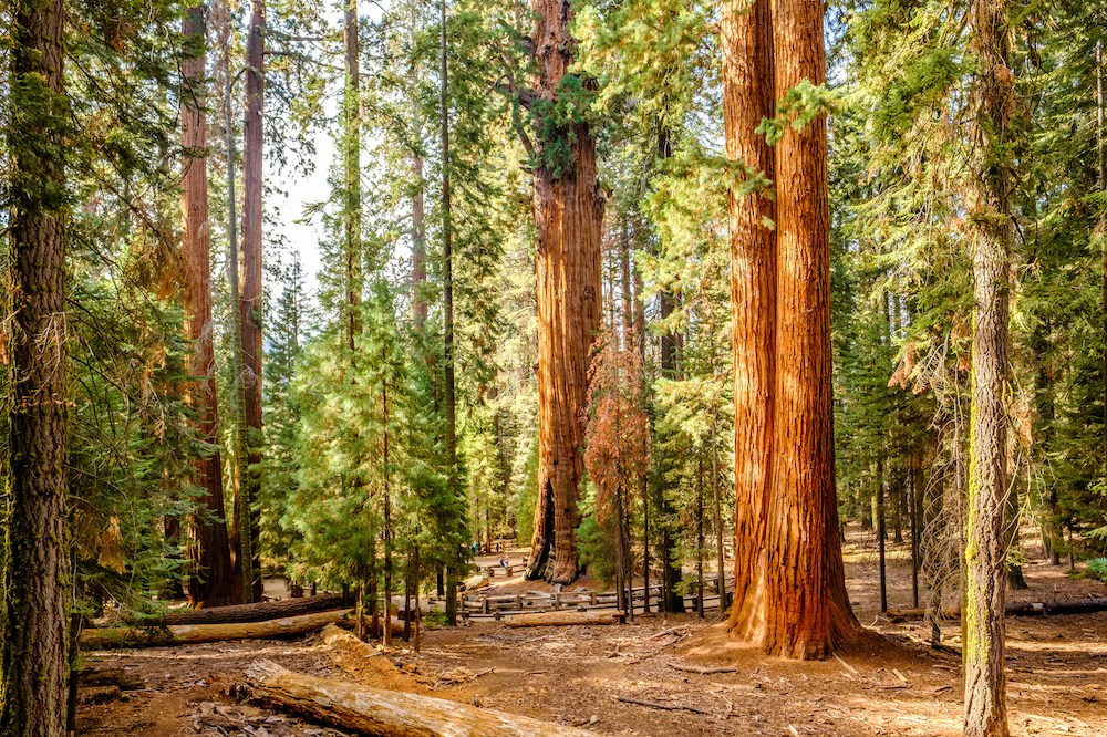 Typischer Wald des Sequoia Nationalpark.s