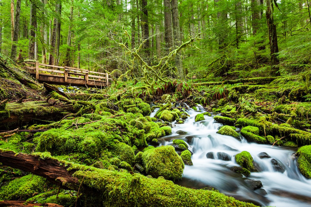 Der Sol Duc Falls-Pfad im Wald.