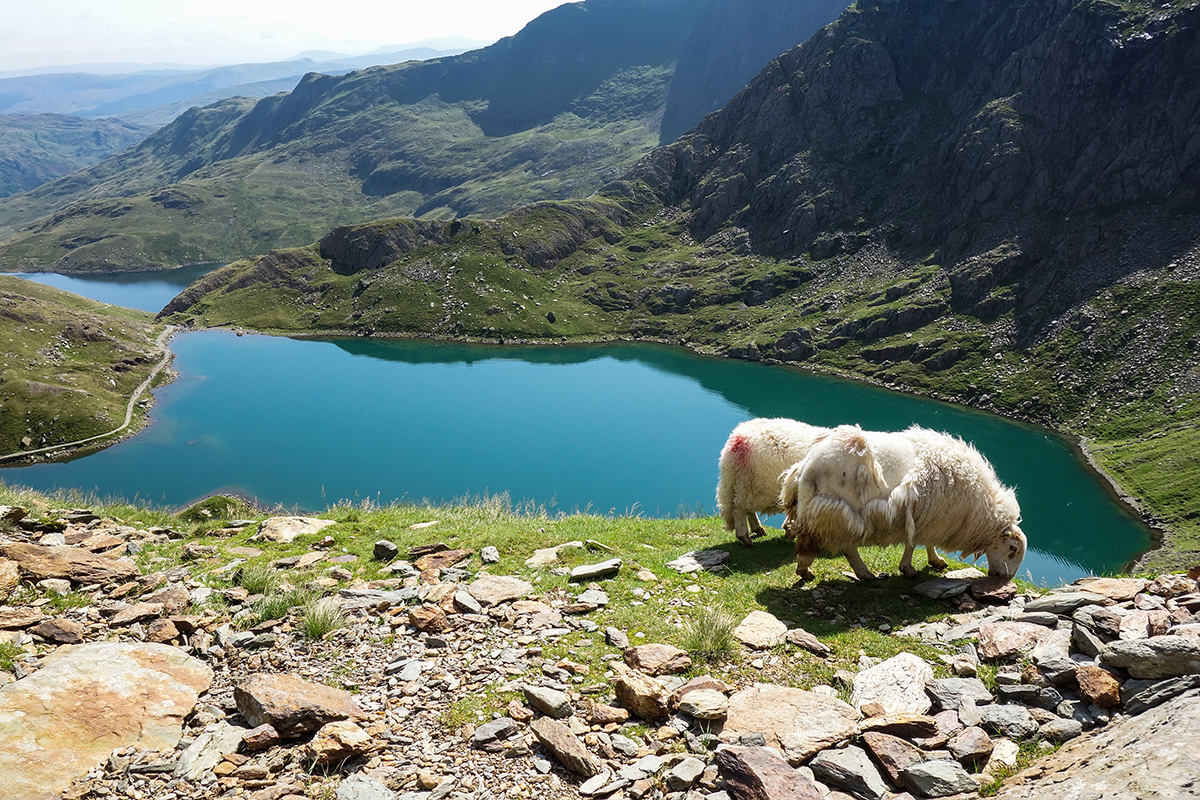 Zwei Schafe inmitten einer grünen Seelandschaft in Wales. 