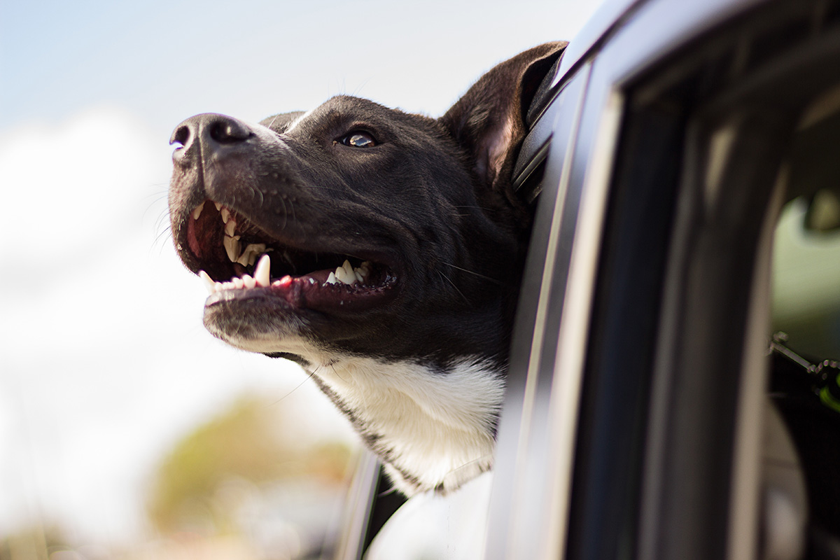 Wohnmobilurlaub mit Hund