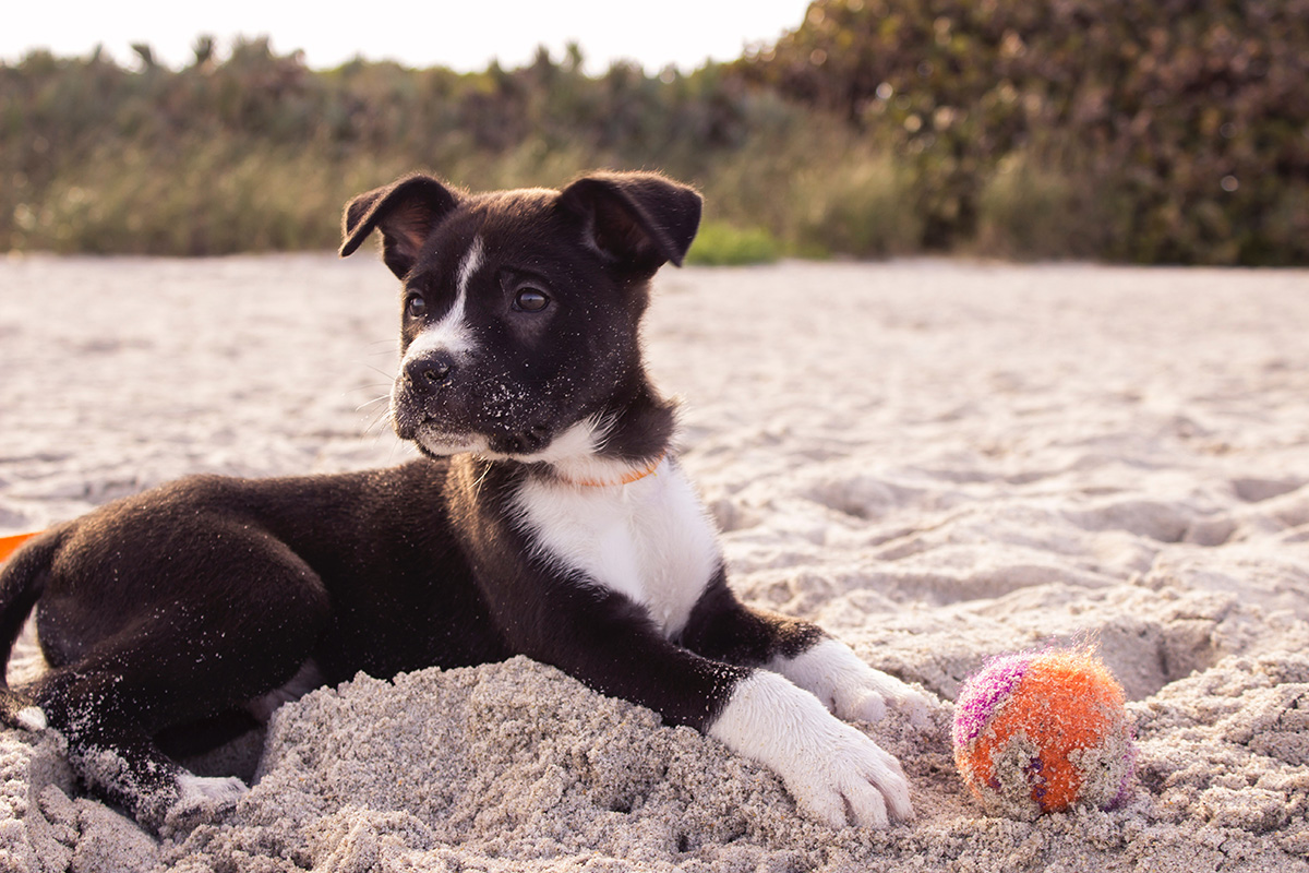 Der schöne Hundestrand in Graal-Müritz Camping mit Hund