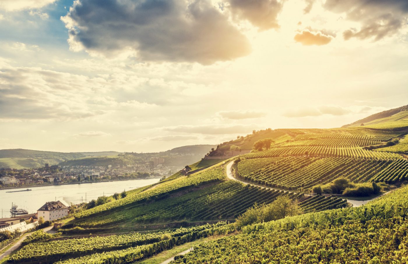 Weinberge und typische Landschaft rund um den Rhein.