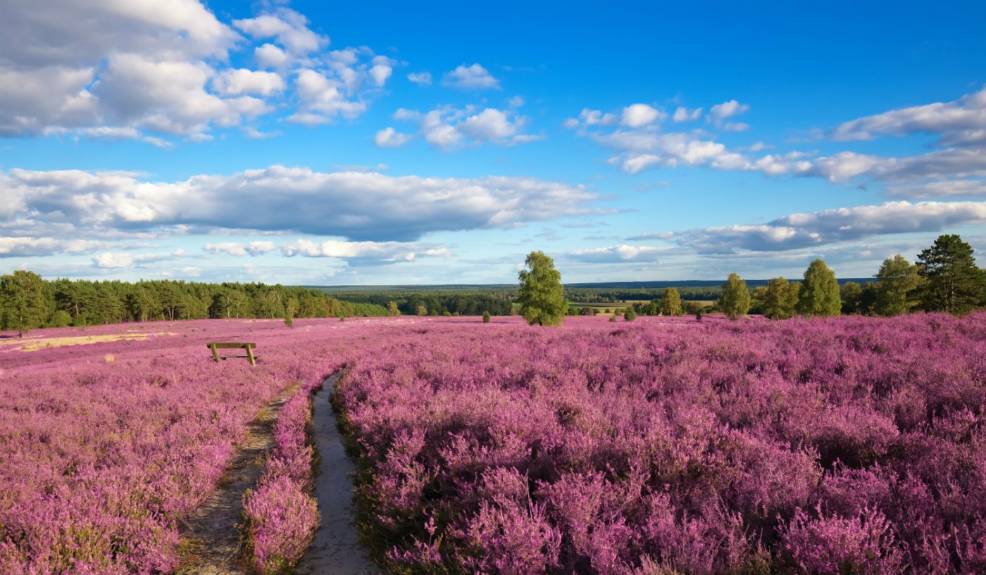 Blühendes Feld in der Lüneburger Heide.