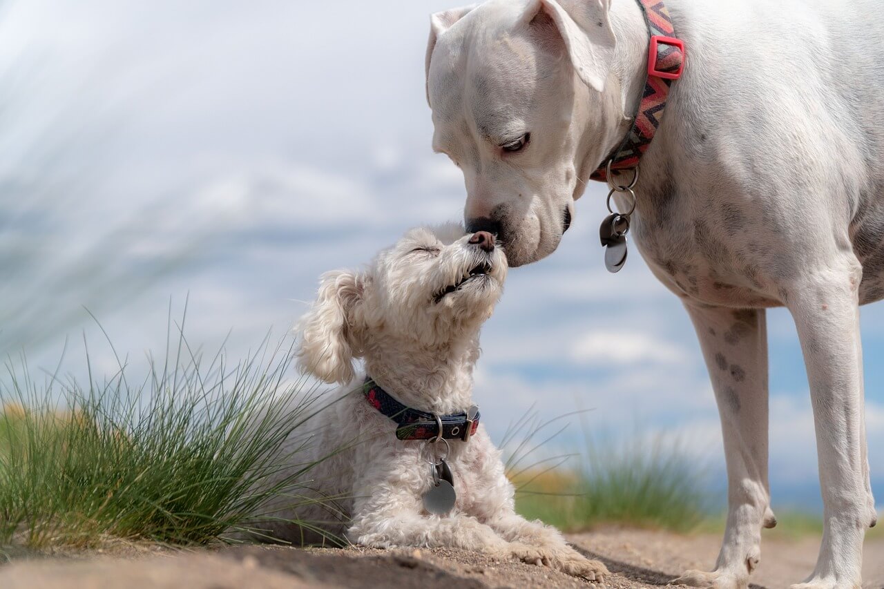 Zwei Hunde am Strand