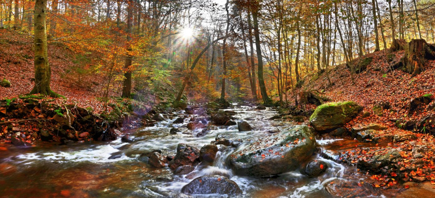 Ein Fluss in einem herbstlichen Wald im Harz.