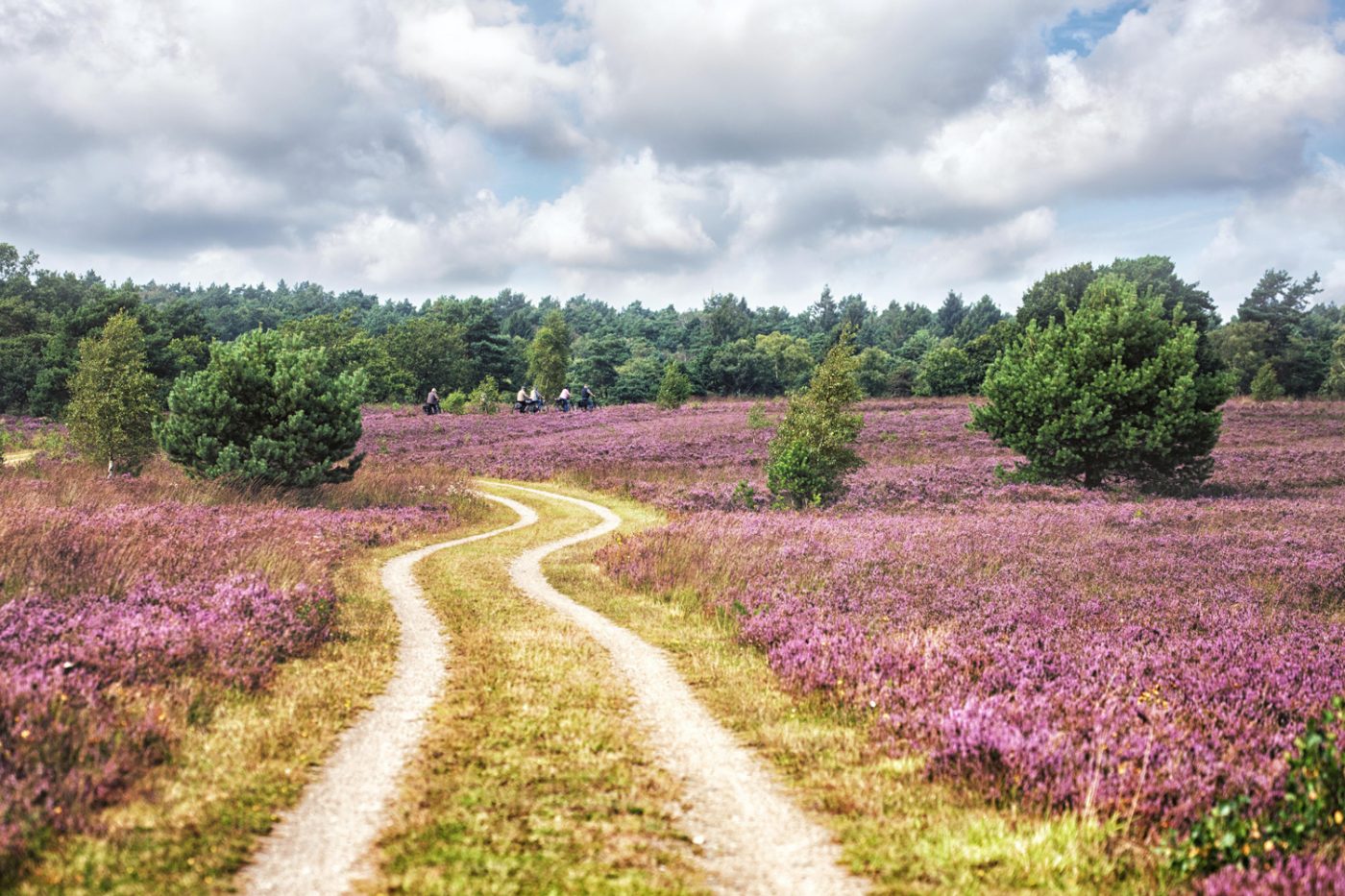 Ein verschlungender Weg durch die Wiesenlandschaft der Lüneburger Heide zur Blütezeit.